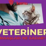 2025 Veteriner Hekim Maaşları Ne Kadar Oldu?
