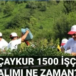 ÇAYKUR 2025 İşçi Alımı Şartları Değişti: SGK’lılar Başvuramayacak!